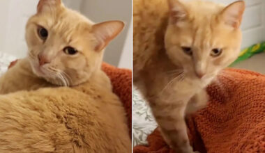 Texas Woman Opens Her Home to a Stray During an Ice Storm. Now She Has a New Cat (Exclusive)