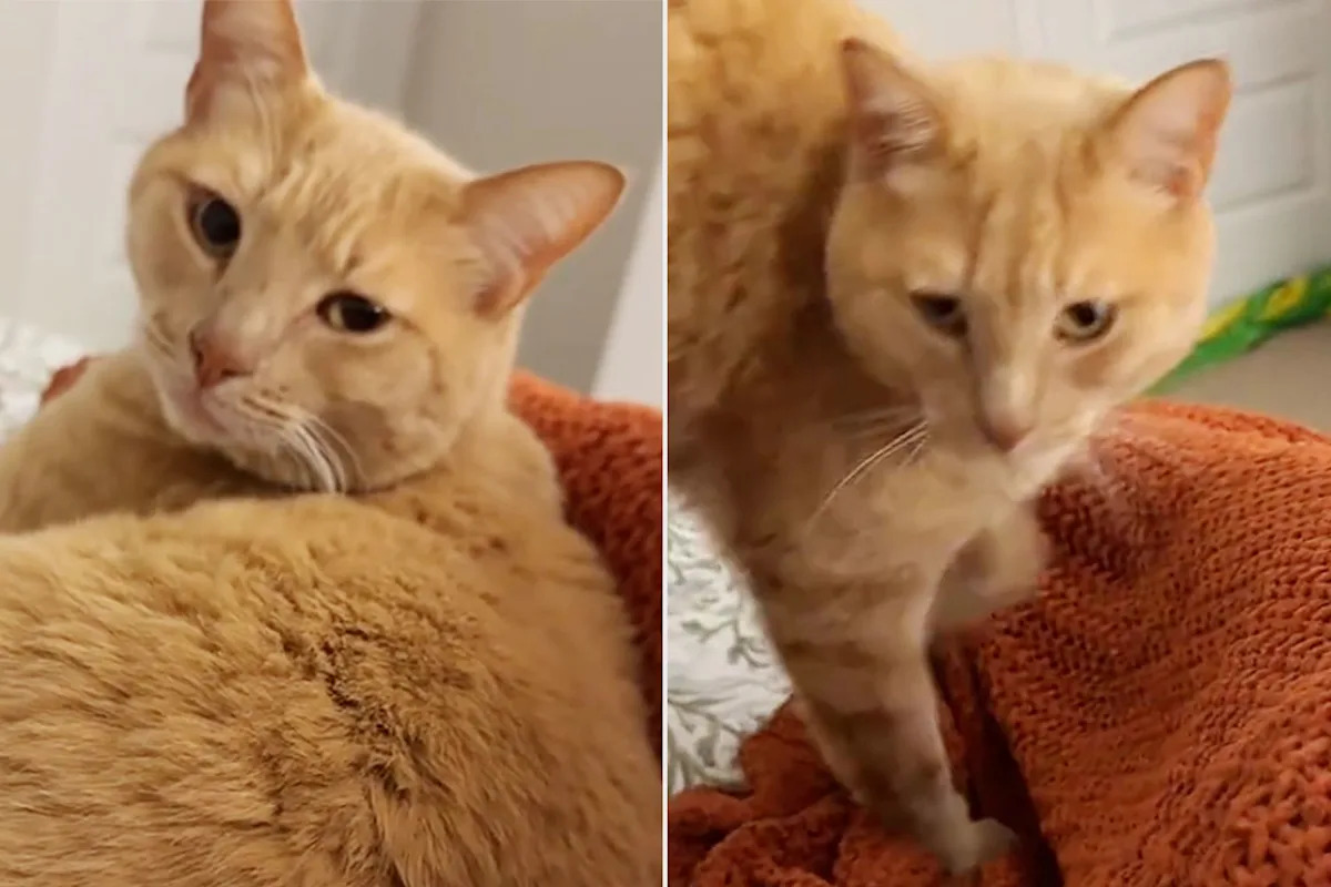 Texas Woman Opens Her Home to a Stray During an Ice Storm. Now She Has a New Cat (Exclusive)