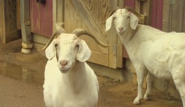 North Texas zoos close, prepare to care for animals during weekend winter storm