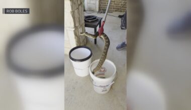 Rattlesnake discovery adds to Texas research – NBC 5 Dallas-Fort Worth