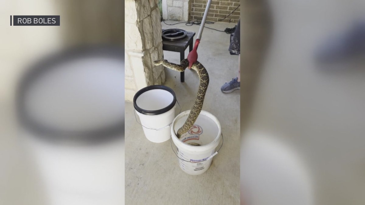 Rattlesnake discovery adds to Texas research – NBC 5 Dallas-Fort Worth