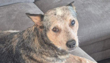 El Paso County shelter seeks support for urgent dental care for dog rescued from landfill