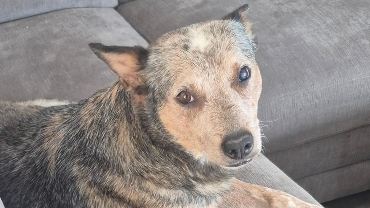 El Paso County shelter seeks support for urgent dental care for dog rescued from landfill