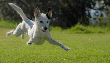 San Antonio fetches top spot for dog parks in Texas