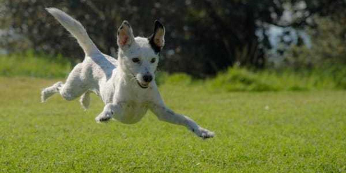 San Antonio fetches top spot for dog parks in Texas