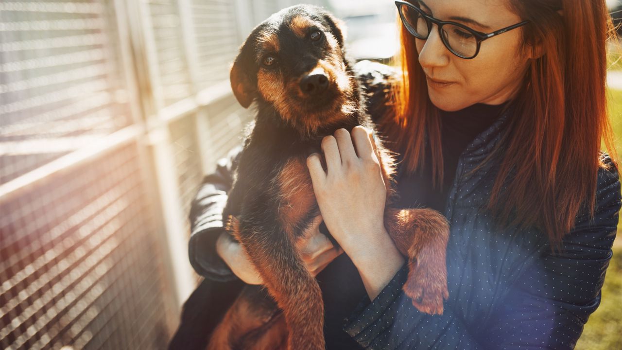A dog at a shelter. (Getty Images)