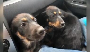 Tragic twist for Houston rescue dog: Adopted puppy returned after owner’s Christmas Day murder