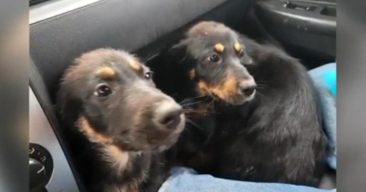 Tragic twist for Houston rescue dog: Adopted puppy returned after owner’s Christmas Day murder