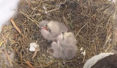 Two eaglettes wait to be fed at the John Bunker Sands Wetland Center in Combine, Texas, on Jan. 26, 2026. (John Bunker Sands Wetland Center)