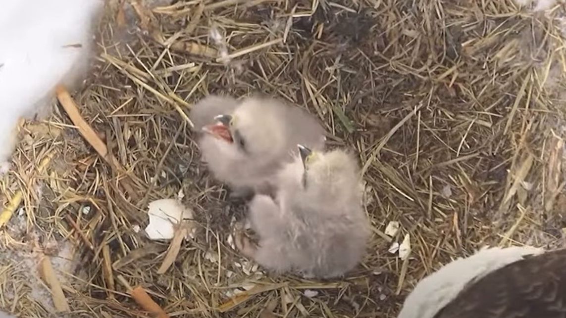 Two eaglettes wait to be fed at the John Bunker Sands Wetland Center in Combine, Texas, on Jan. 26, 2026. (John Bunker Sands Wetland Center)