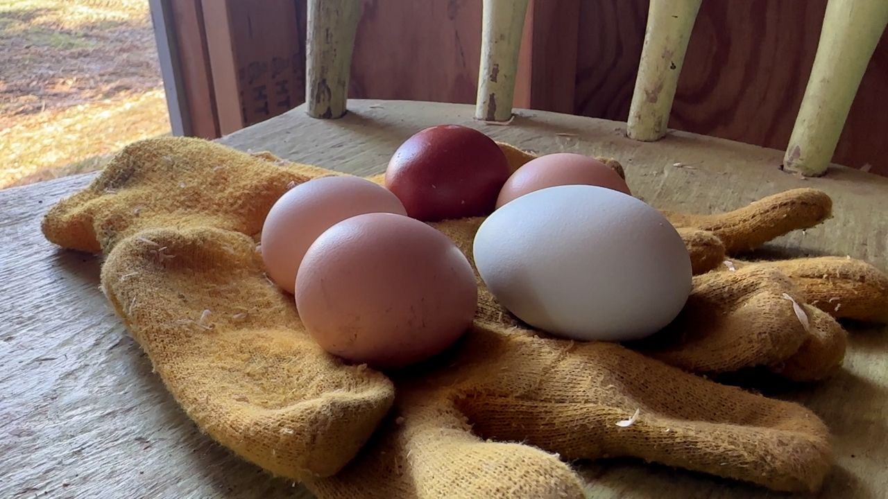 A carton of eggs sit on a counter in the kitchen inside of 5 Rabanitos restaurant in Chicago, Feb. 16, 2025. (AP Photo/Nam Y. Huh)