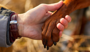 A picture of a hand holding a dog's paw.