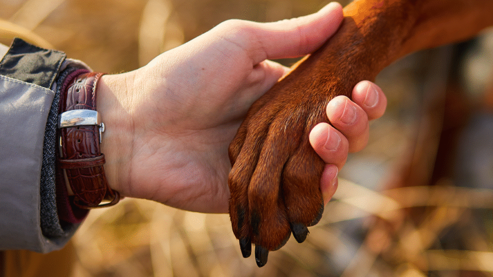 A picture of a hand holding a dog's paw.