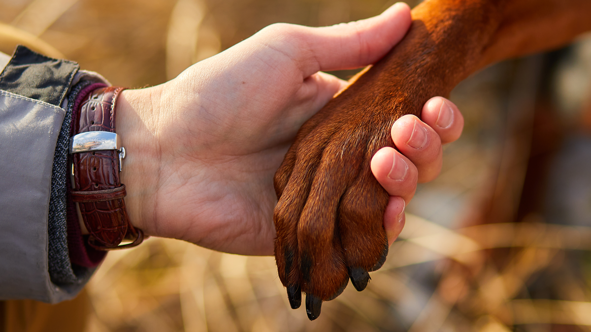 A picture of a hand holding a dog's paw.