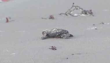 Nueces County Coastal Parks explores new turtle incubation facility amid record nesting season
