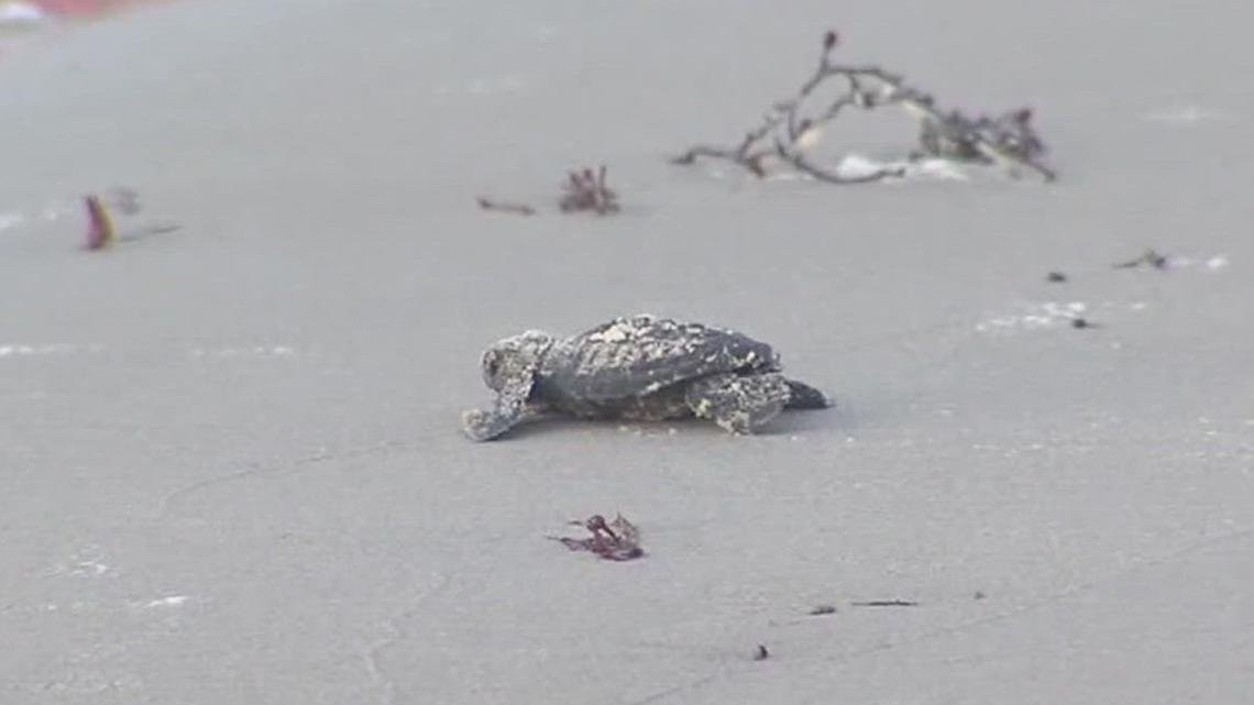 Nueces County Coastal Parks explores new turtle incubation facility amid record nesting season