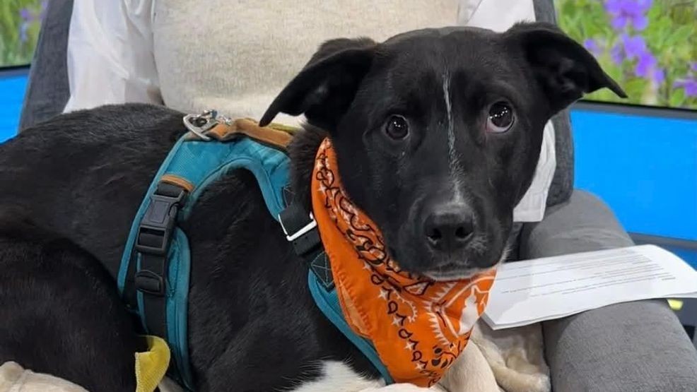 This week’s featured dog, Jones, is about eight months old and currently in foster care with Austin Dog Rescue. Pulled from the Bastrop shelter where he’s lived his entire life, Jones has been under-socialized but is starting to come out of his shell. “He’s already getting more comfortable and curious, even though he’s a little nervous around new people,” Sarah said.