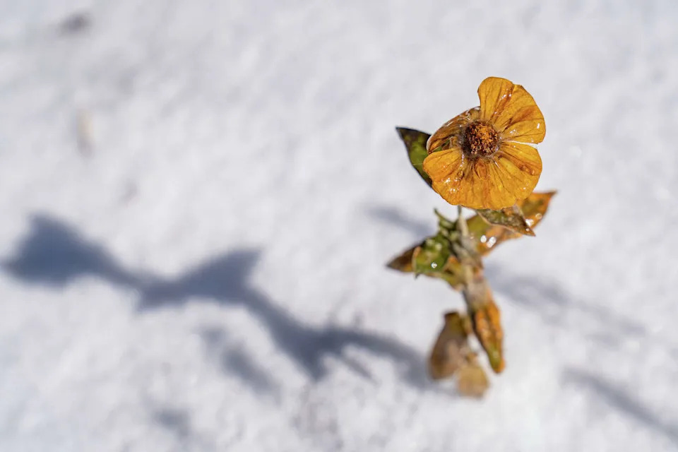 A flower is seen frozen following a winter storm in East Austin on Sunday. (Mikala Compton/Austin American-Statesman)