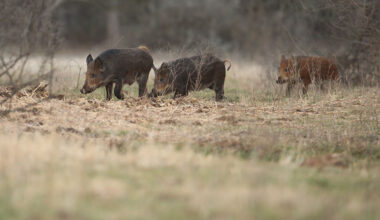 Screwworm threat adds new concern to Texas’ feral hog problem An invasive species that already costs Texas billions each year is now tied to an even greater threat. Feral hogs, with a population that continues to explode across the state, could play a role in the spread of New World screwworm, heightening concerns for livestock and wildlife.
