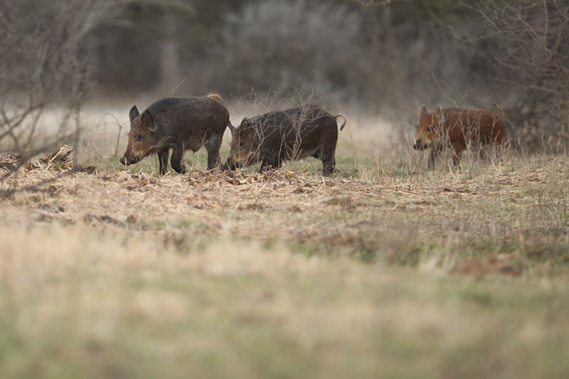 Screwworm threat adds new concern to Texas’ feral hog problem An invasive species that already costs Texas billions each year is now tied to an even greater threat. Feral hogs, with a population that continues to explode across the state, could play a role in the spread of New World screwworm, heightening concerns for livestock and wildlife.