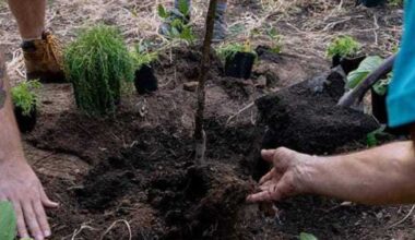 Austin's food forest says pipeline to disrupt free foraging