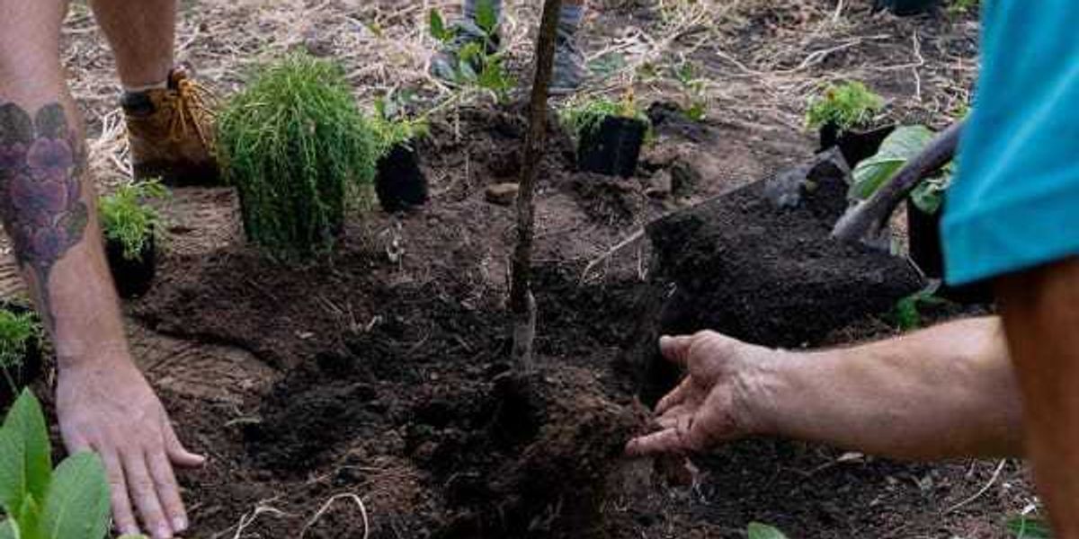 Austin's food forest says pipeline to disrupt free foraging