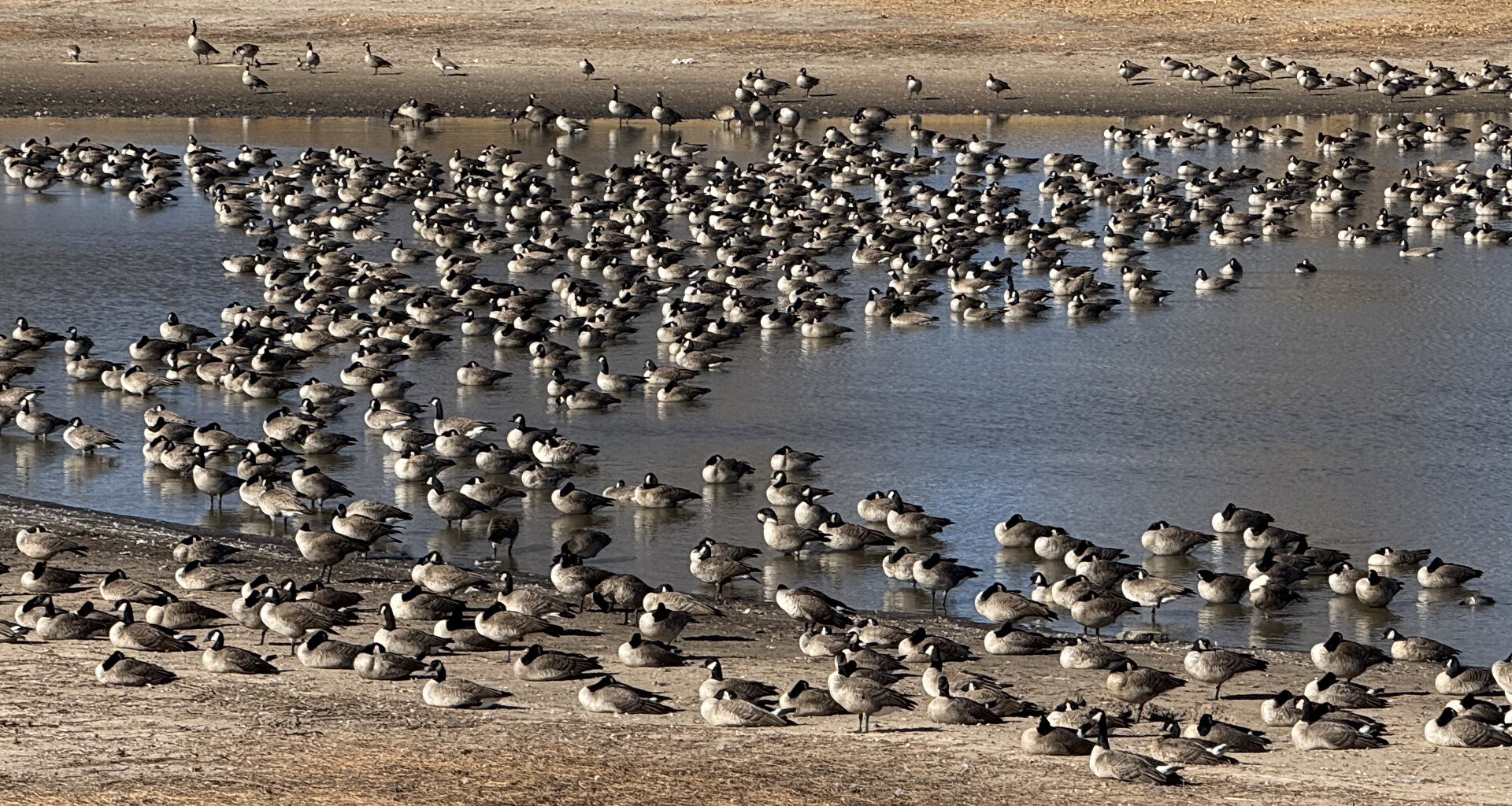 Seems like there are more Canada geese in town for the winter, but there are fewer and here's why