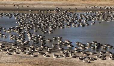Seems like there are more Canada geese in town for the winter, but there are fewer and here's why