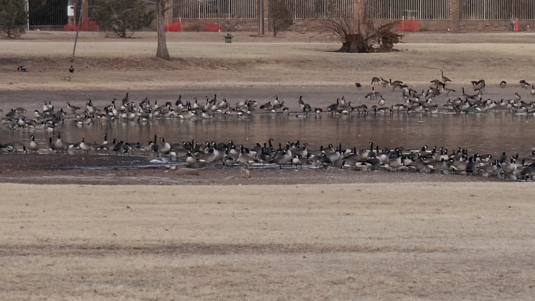 Geese on the playa lake at Frank Higinbotham Park in Lubbock, Texas.