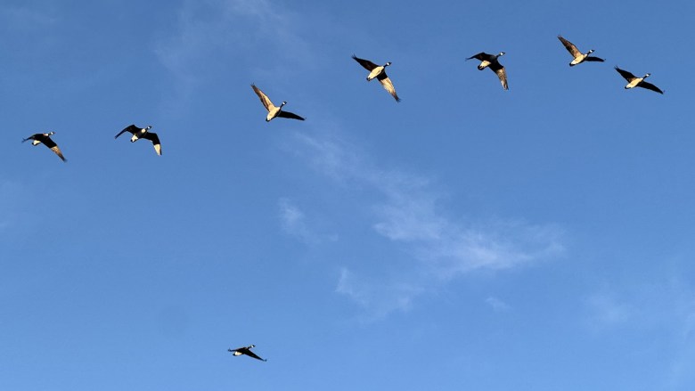Geese over Ransom Canyon, Texas.