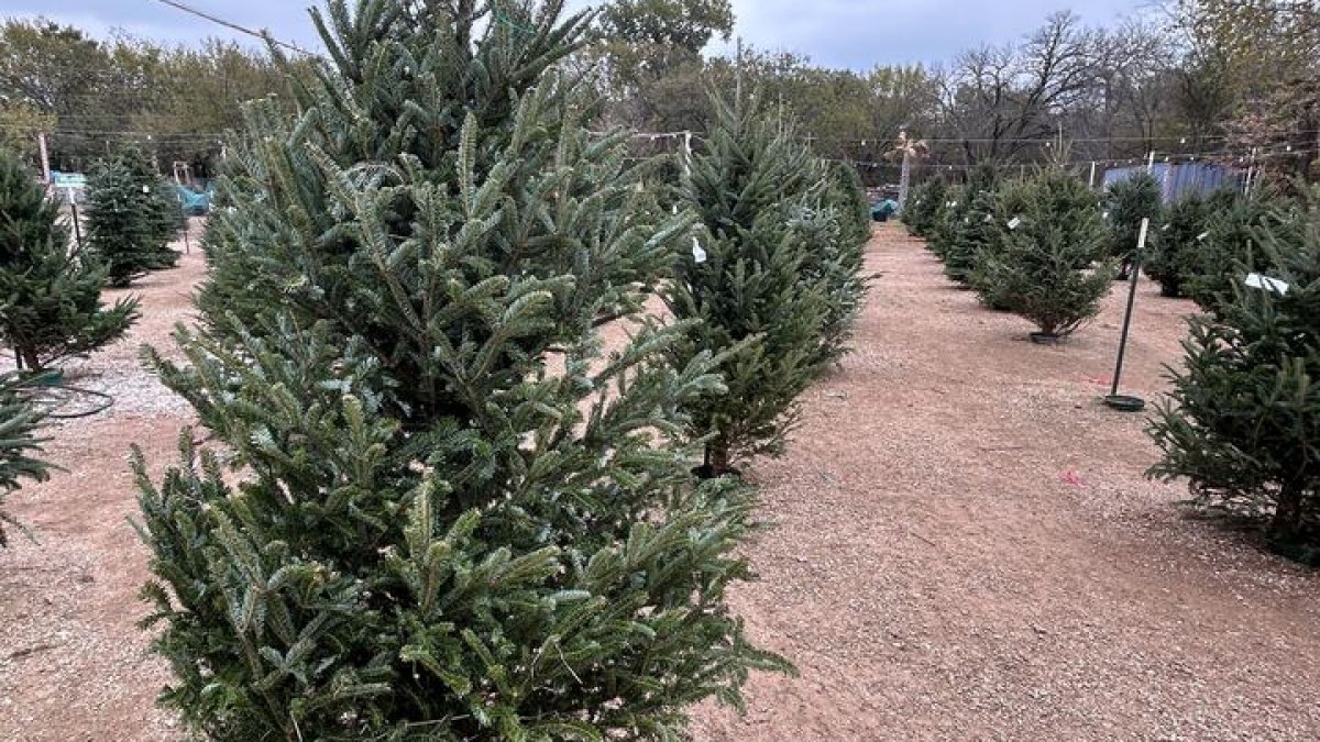 What to know – NBC 5 Dallas-Fort Worth