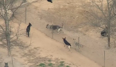 Federal agents raid East Texas dog breeding ranch after video shows dog shooting