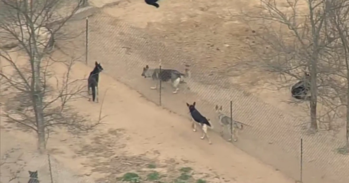 Federal agents raid East Texas dog breeding ranch after video shows dog shooting