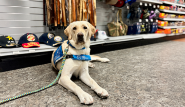 A Labrador Retriever wearing a blue service dog vest lies on a store floor. Nearby are military hats and items. She brings comfort and healing to Veterans.
