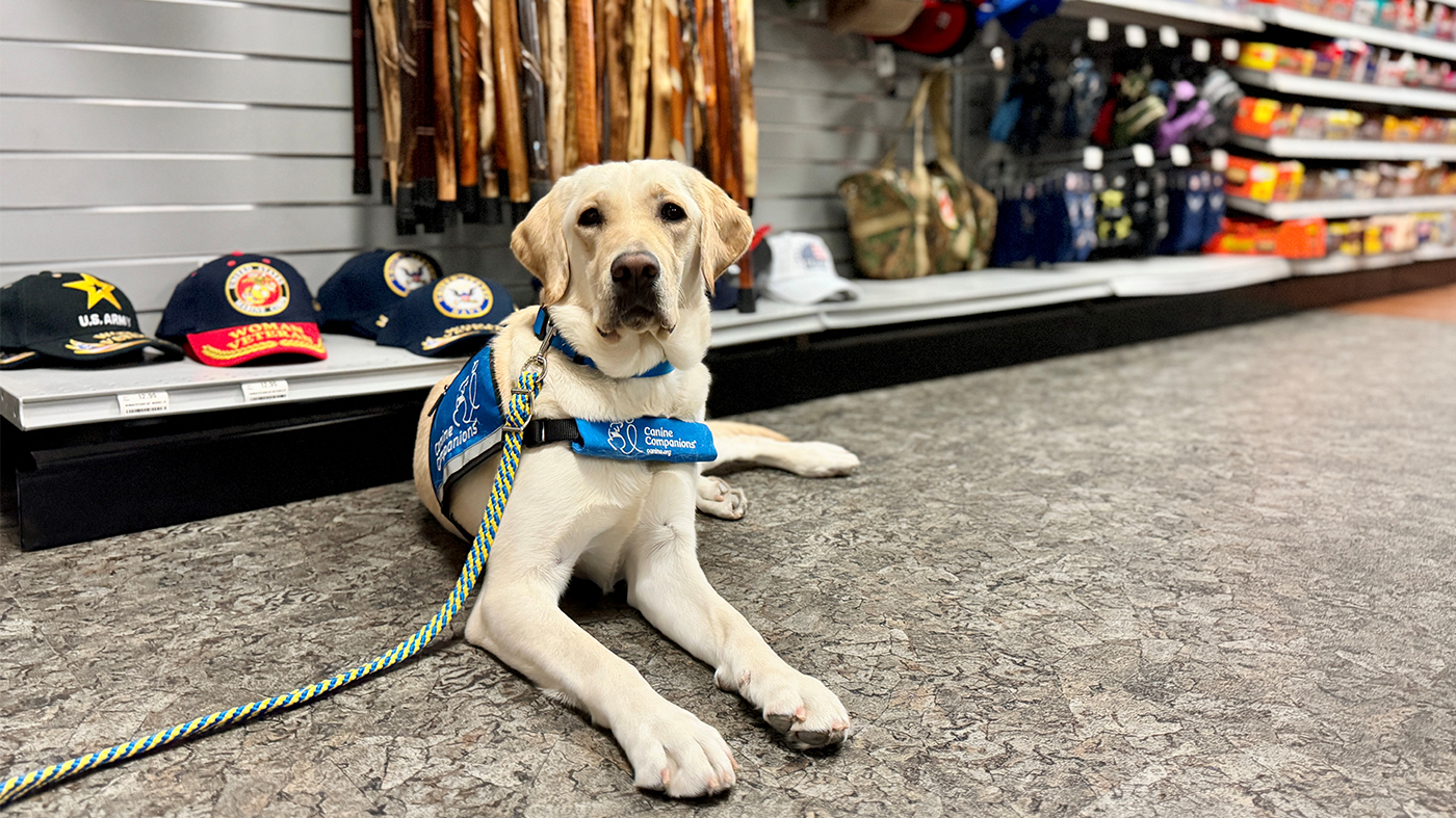 A Labrador Retriever wearing a blue service dog vest lies on a store floor. Nearby are military hats and items. She brings comfort and healing to Veterans.