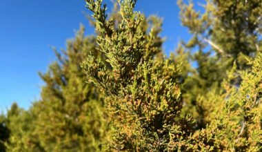 Texans struggle through cedar fever season