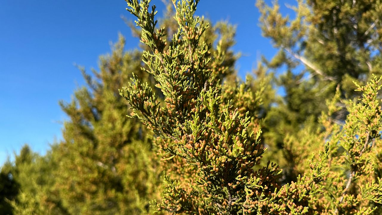 Texans struggle through cedar fever season