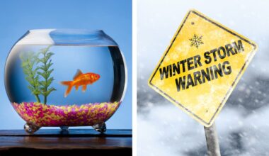 Austin Freeze: Will the Animals at PetSmart, Petco Be OK?