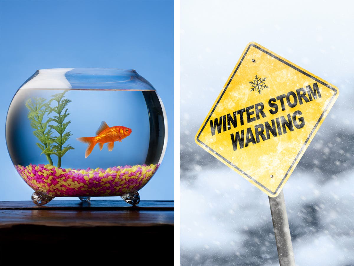 Austin Freeze: Will the Animals at PetSmart, Petco Be OK?