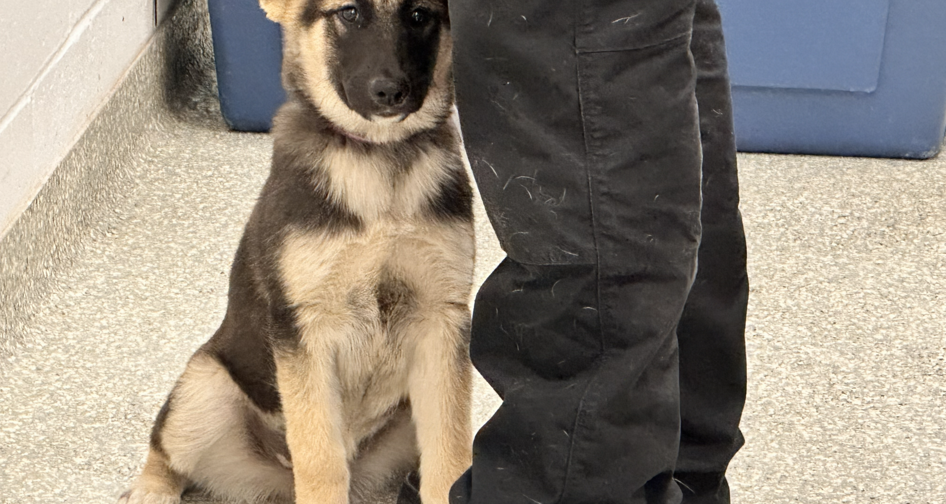 Harris County authorities rescue puppy found inside metal trunk in Channelview