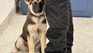 Harris County authorities rescue puppy found inside metal trunk in Channelview