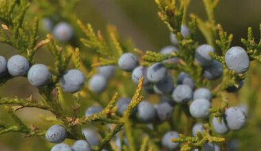 Mountain cedar making North Texas allergy sufferers miserable