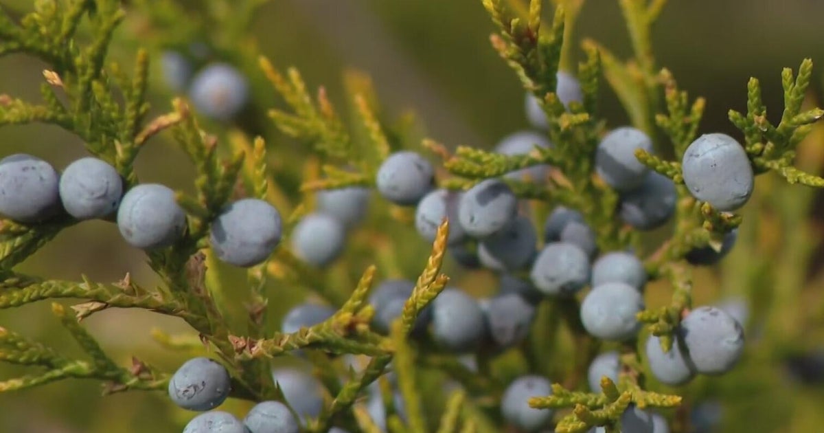 Mountain cedar making North Texas allergy sufferers miserable