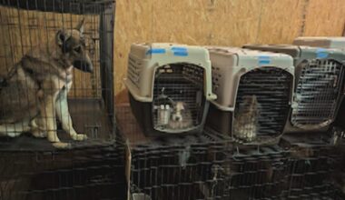 Video of dog being shot sparks animal cruelty investigation at East Texas German shepherd ranch