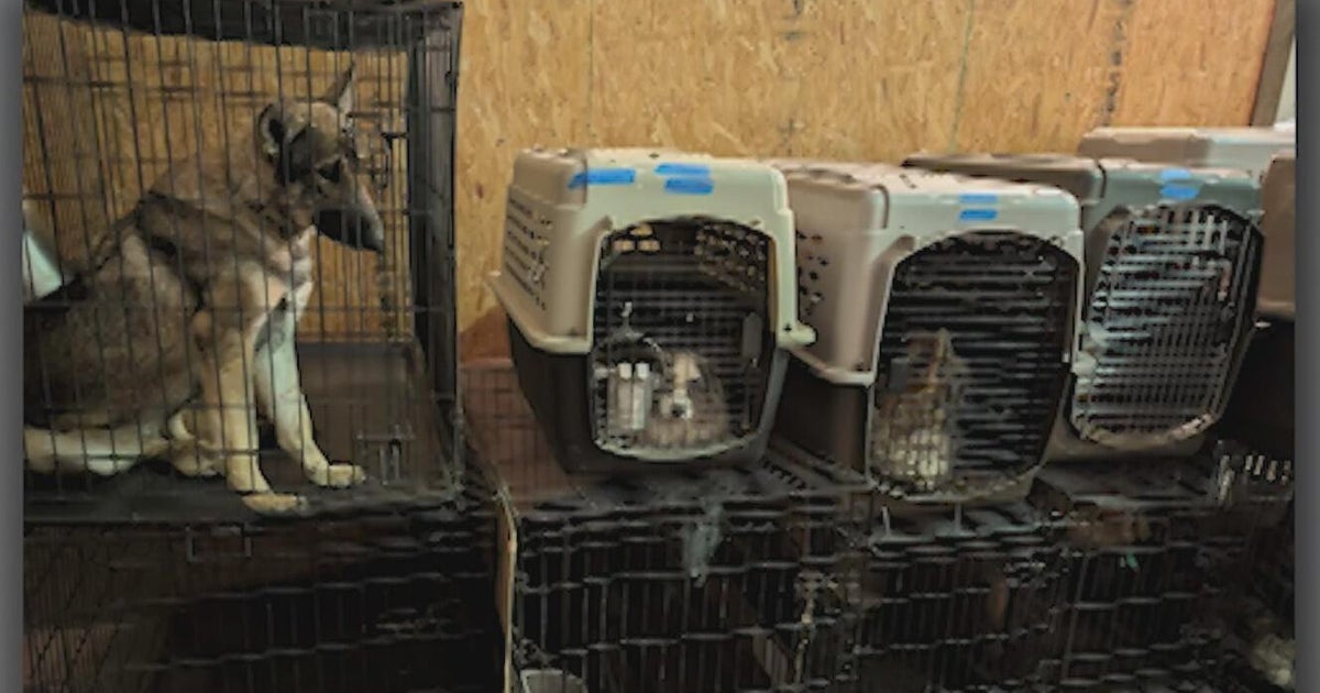 Video of dog being shot sparks animal cruelty investigation at East Texas German shepherd ranch