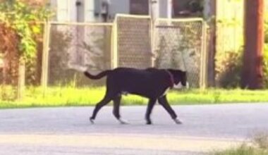 Houston winter storm: Local non-profit working to save stray dogs, cats ahead of freezing temperatures