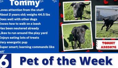 Pet of the Week: Tommy