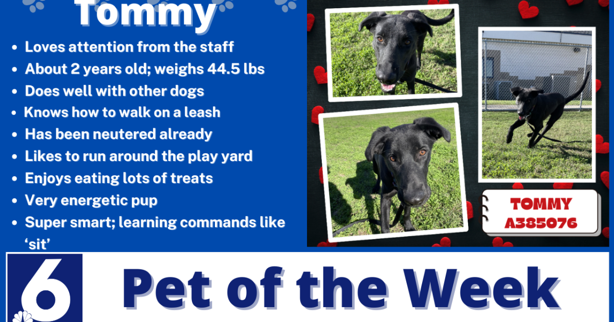 Pet of the Week: Tommy
