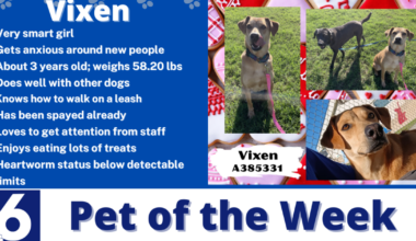 Pet of the Week: Vixen