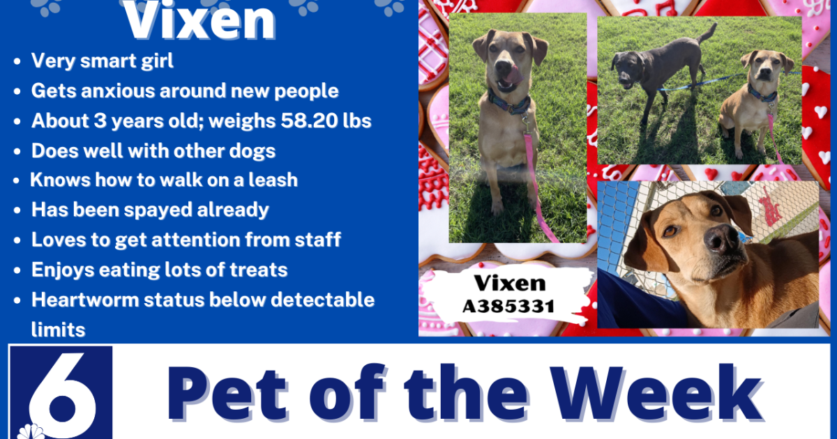 Pet of the Week: Vixen